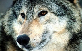 Страшный волк