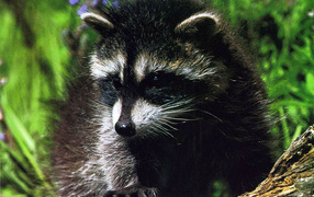 Крошка енот