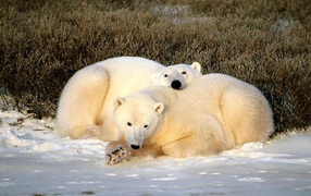 Белые медведи