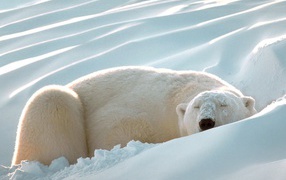 Белый медведь