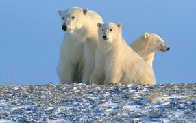 Белые медвежата
