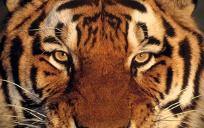 Полосатый тигр