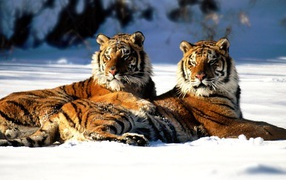 Рыжие тигры