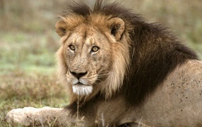 Лев царь зверей