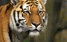 Хищник тигр