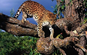 Леопард на дереве