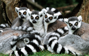 Лемуры