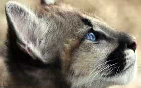 Кошачьи голубые глаза