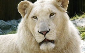 Лев альбинос