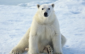 sitting Polar Bear
