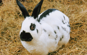 spotted Rabbit