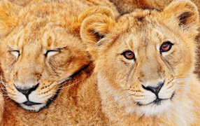 Львята