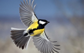 Синица в полете