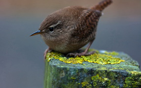 Птичка на пне