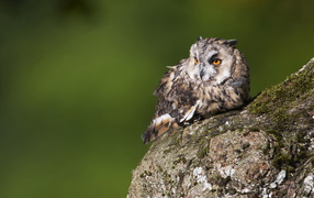 Одинокий филин