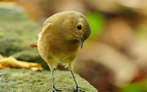 Загадочная птичка