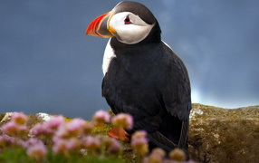 Атлантический тупик