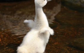 Молодой лебедь