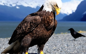 Белоголовый орлан