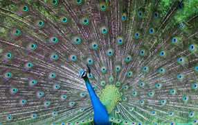 Красивый павлин