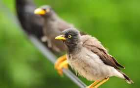 Птицы на проводе