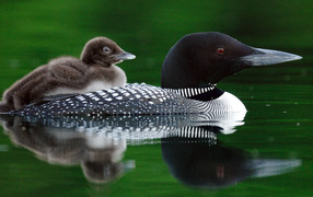 Птичка и птенец