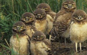 Птичье семейство