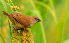Птица среди травы