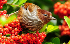 Птичка на рябине