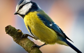 Птичка на ветке