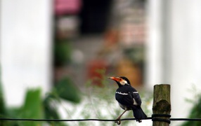 Птичка на проводе