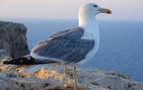 Птица на побережье