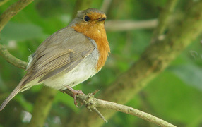 Осмотрительная птичка