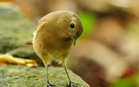 Птичка-невеличка