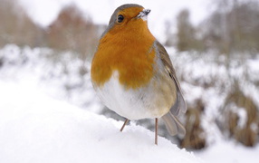 Птичка на снегу
