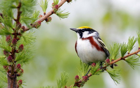 Желтошапочный лесной певун