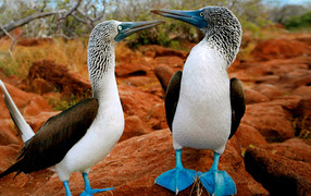 Птички с синими лапами