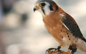 Крылатый хищник