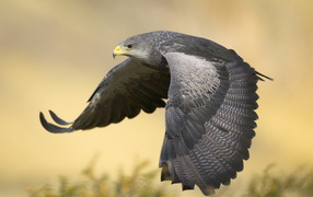 Черный канюк в полете