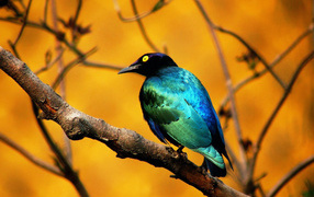 Голубая птица
