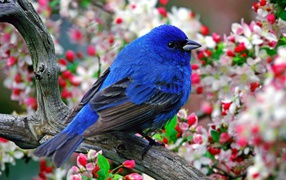 Синяя птичка