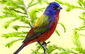 Яркая птица