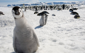 Curious penguin