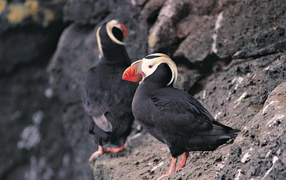 Тупик-птица