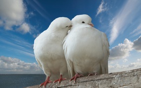 Dove and pigeon