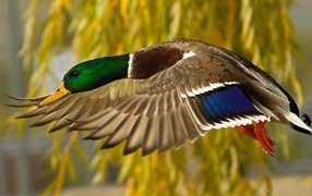 Утка в полете