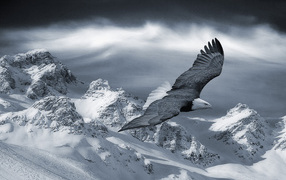 Орел в полете