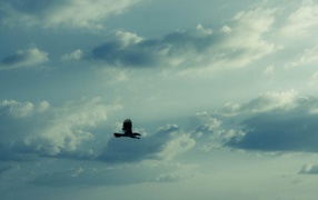 Eagle in the sky