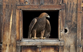 Eagle in the window