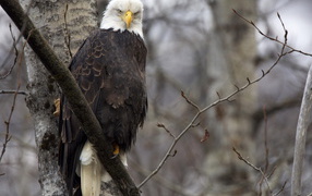 Орел на ветке